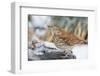 Brown Thrasher-Gary Carter-Framed Premium Photographic Print