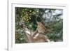 Brown Thrasher-Gary Carter-Framed Photographic Print