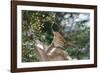 Brown Thrasher-Gary Carter-Framed Photographic Print