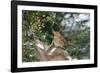 Brown Thrasher-Gary Carter-Framed Photographic Print