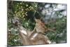 Brown Thrasher-Gary Carter-Mounted Photographic Print