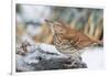 Brown Thrasher-Gary Carter-Framed Photographic Print