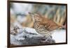 Brown Thrasher-Gary Carter-Framed Photographic Print