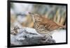 Brown Thrasher-Gary Carter-Framed Photographic Print