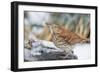 Brown Thrasher-Gary Carter-Framed Photographic Print