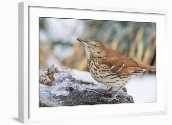 Brown Thrasher-Gary Carter-Framed Photographic Print