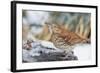 Brown Thrasher-Gary Carter-Framed Photographic Print