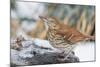 Brown Thrasher-Gary Carter-Mounted Photographic Print