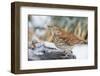 Brown Thrasher-Gary Carter-Framed Photographic Print