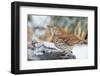 Brown Thrasher-Gary Carter-Framed Photographic Print