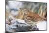 Brown Thrasher-Gary Carter-Mounted Photographic Print