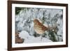 Brown Thrasher-Gary Carter-Framed Photographic Print