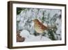 Brown Thrasher-Gary Carter-Framed Photographic Print