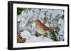 Brown Thrasher-Gary Carter-Framed Photographic Print