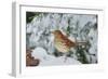 Brown Thrasher-Gary Carter-Framed Photographic Print