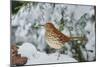 Brown Thrasher-Gary Carter-Mounted Photographic Print