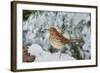 Brown Thrasher-Gary Carter-Framed Photographic Print