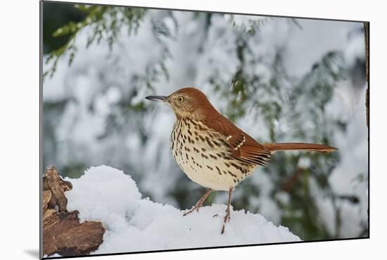 Brown Thrasher-Gary Carter-Mounted Photographic Print