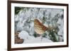 Brown Thrasher-Gary Carter-Framed Photographic Print