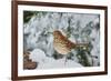 Brown Thrasher-Gary Carter-Framed Photographic Print