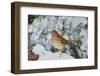 Brown Thrasher-Gary Carter-Framed Photographic Print