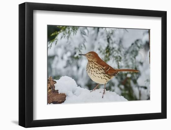 Brown Thrasher-Gary Carter-Framed Photographic Print