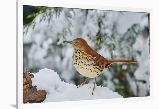 Brown Thrasher-Gary Carter-Framed Photographic Print