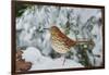 Brown Thrasher-Gary Carter-Framed Photographic Print