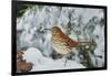 Brown Thrasher-Gary Carter-Framed Photographic Print