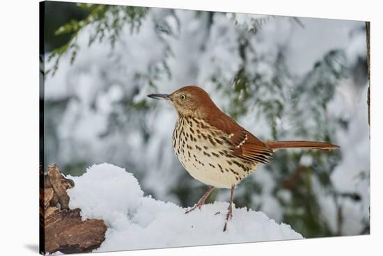 Brown Thrasher-Gary Carter-Stretched Canvas