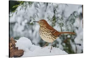 Brown Thrasher-Gary Carter-Stretched Canvas