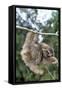 Brown-Throated 3-Toed Sloth-null-Framed Stretched Canvas
