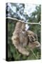 Brown-Throated 3-Toed Sloth-null-Stretched Canvas