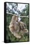 Brown-Throated 3-Toed Sloth-null-Framed Stretched Canvas