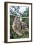 Brown-Throated 3-Toed Sloth-null-Framed Premium Photographic Print