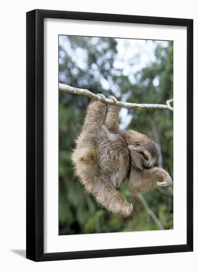 Brown-Throated 3-Toed Sloth-null-Framed Premium Photographic Print