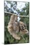 Brown-Throated 3-Toed Sloth-null-Mounted Premium Photographic Print