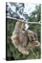 Brown-Throated 3-Toed Sloth-null-Stretched Canvas