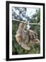 Brown-Throated 3-Toed Sloth-null-Framed Photographic Print