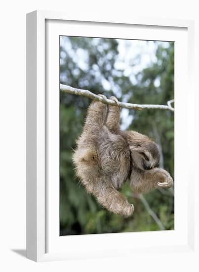 Brown-Throated 3-Toed Sloth-null-Framed Photographic Print