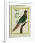 Brown-Throated Parakeet-Georges-Louis Buffon-Framed Giclee Print