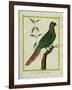 Brown-Throated Parakeet-Georges-Louis Buffon-Framed Giclee Print