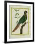 Brown-Throated Parakeet-Georges-Louis Buffon-Framed Giclee Print