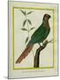 Brown-Throated Parakeet-Georges-Louis Buffon-Mounted Giclee Print