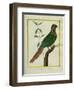 Brown-Throated Parakeet-Georges-Louis Buffon-Framed Giclee Print