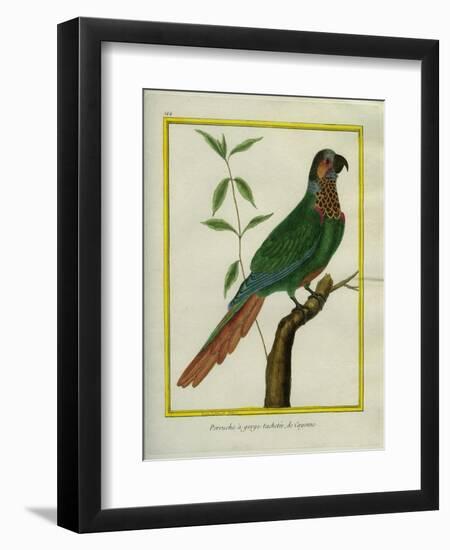 Brown-Throated Parakeet-Georges-Louis Buffon-Framed Giclee Print