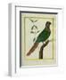 Brown-Throated Parakeet-Georges-Louis Buffon-Framed Giclee Print