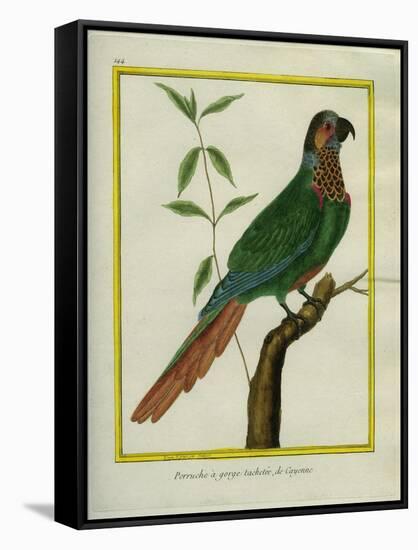 Brown-Throated Parakeet-Georges-Louis Buffon-Framed Stretched Canvas