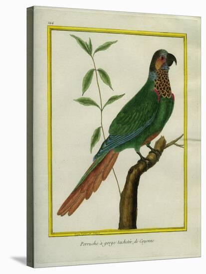 Brown-Throated Parakeet-Georges-Louis Buffon-Stretched Canvas