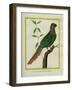 Brown-Throated Parakeet-Georges-Louis Buffon-Framed Giclee Print